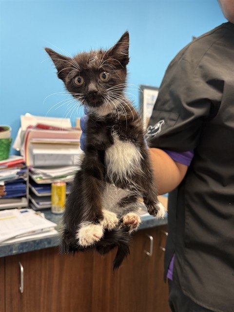 Adoptable Cat