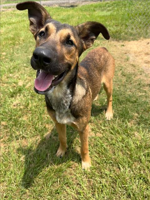 Adoptable Dog
