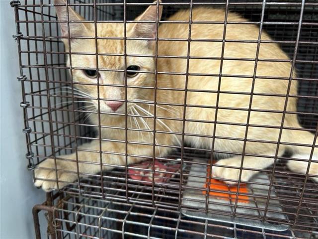 Adoptable Cat