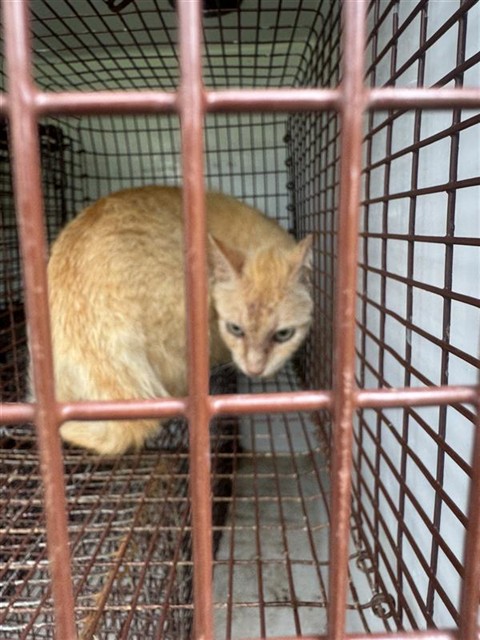 Adoptable Cat