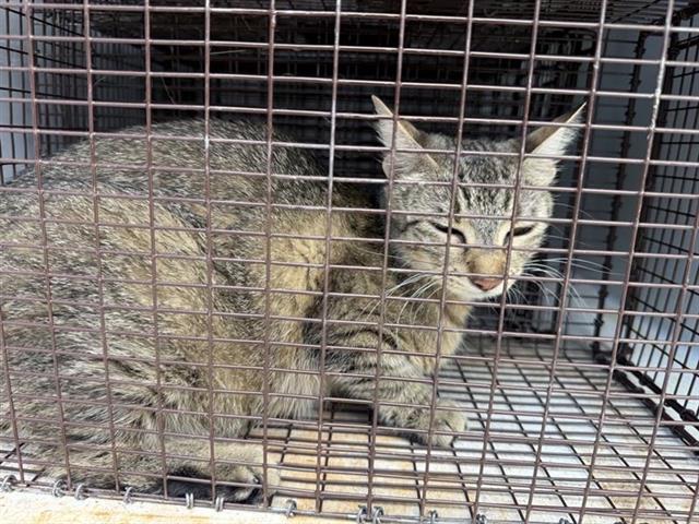 Adoptable Cat