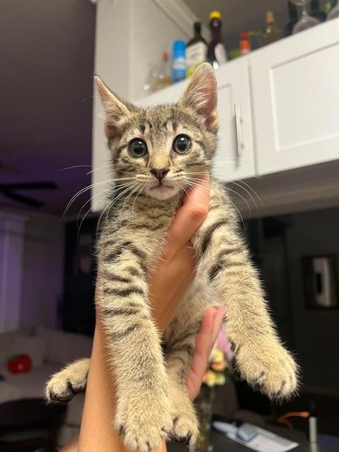 Ziggy
