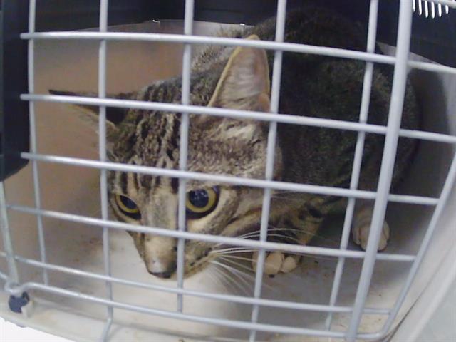 Adoptable Cat