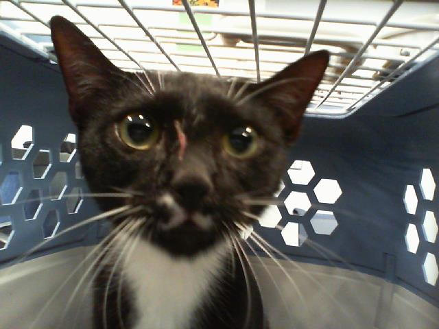 Adoptable Cat