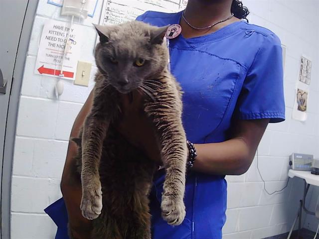 Adoptable Cat