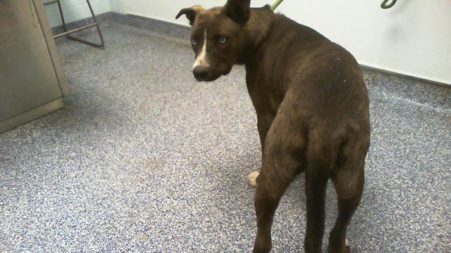 Adoptable Dog