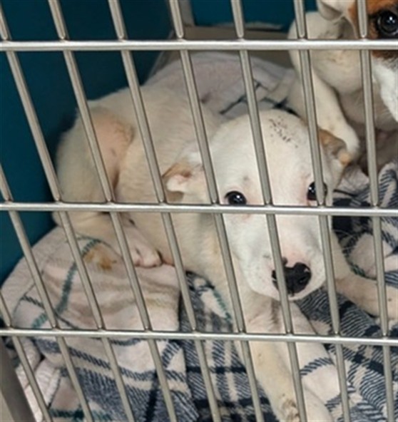 Adoptable Dog