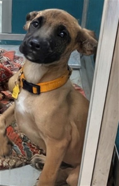 Adoptable Dog