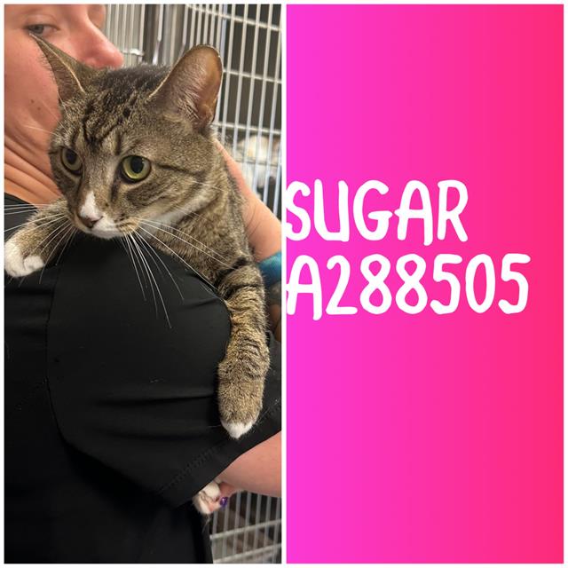 Sugar