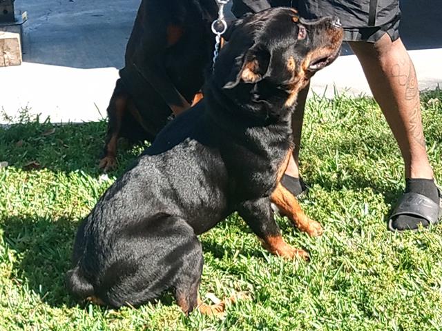 Capone
