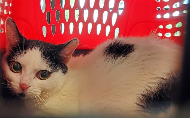 Adoptable Cat