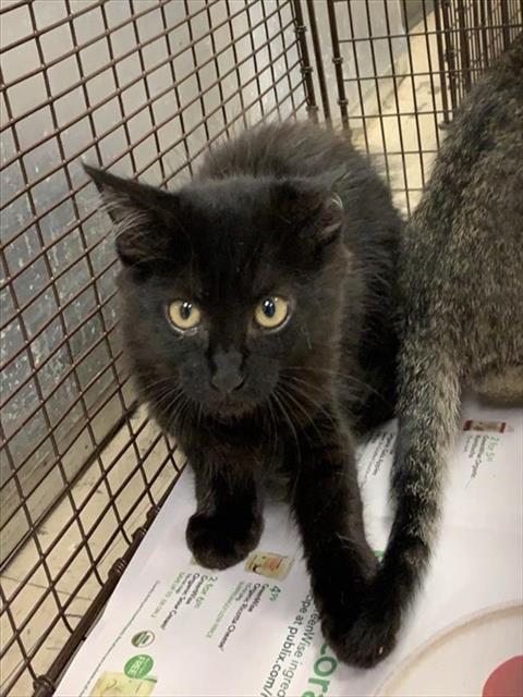 Adoptable Cat