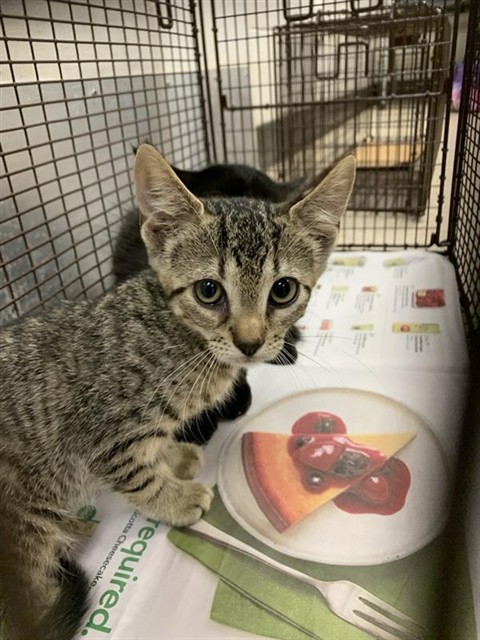 Adoptable Cat