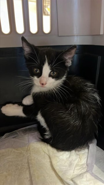Cobblepot