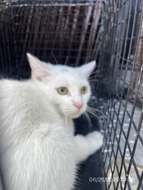 Adoptable Cat