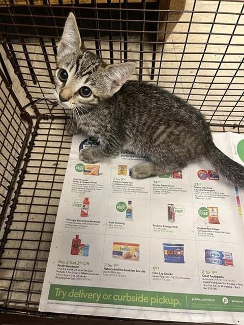 Adoptable Cat