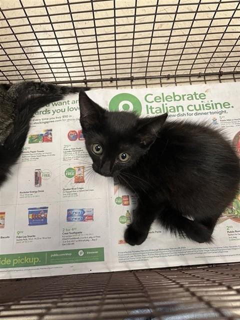 Adoptable Cat