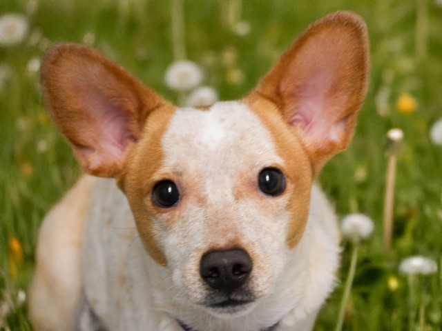 Astro