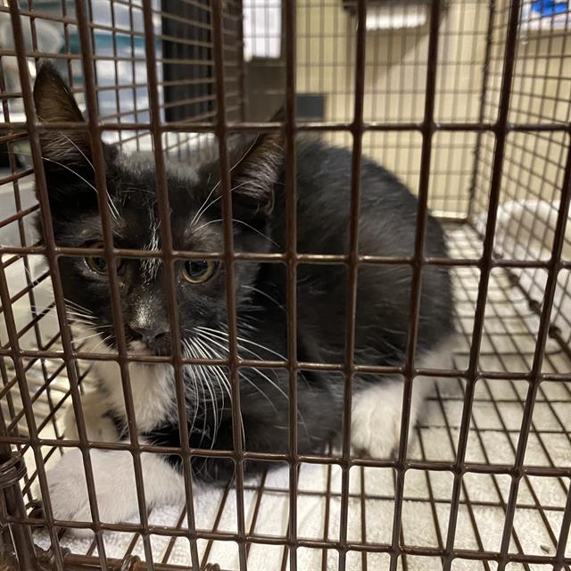 Adoptable Cat