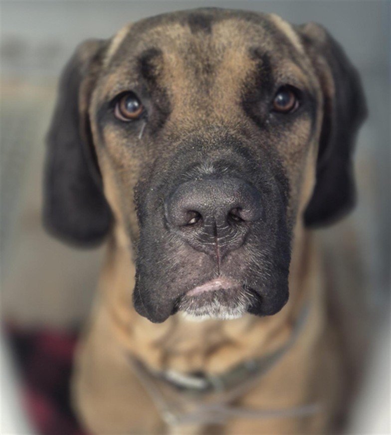 Samson