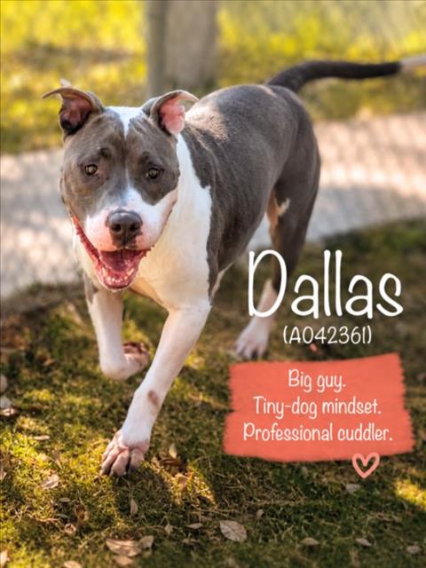 Dallas