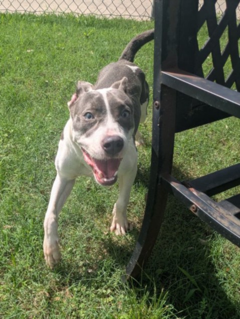 Ziggy