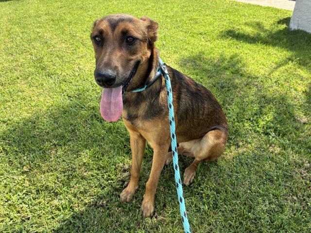 Adoptable Dog