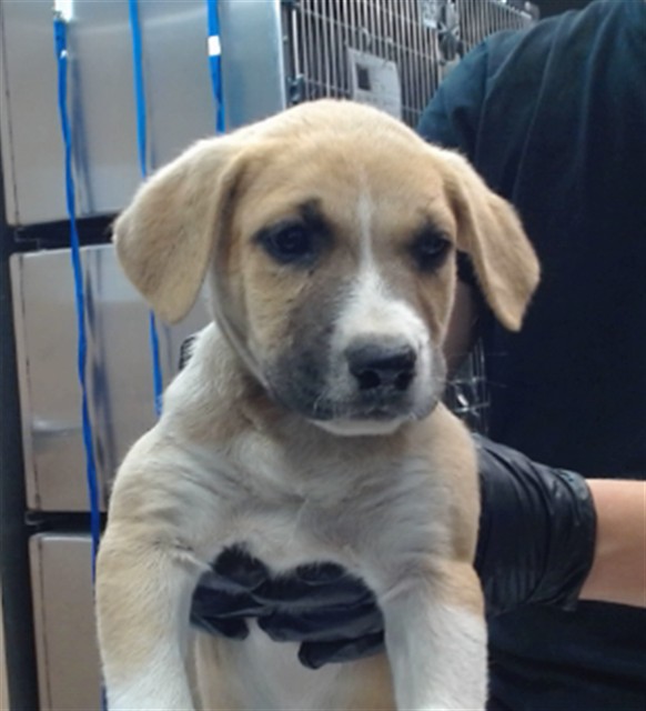 Urgent Med Adopt Vinny