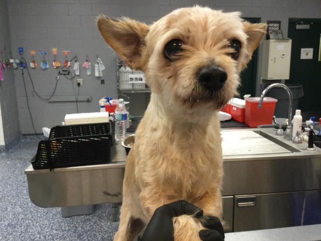 Adoptable Dog
