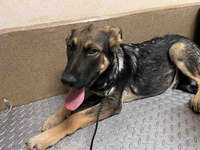 Gage