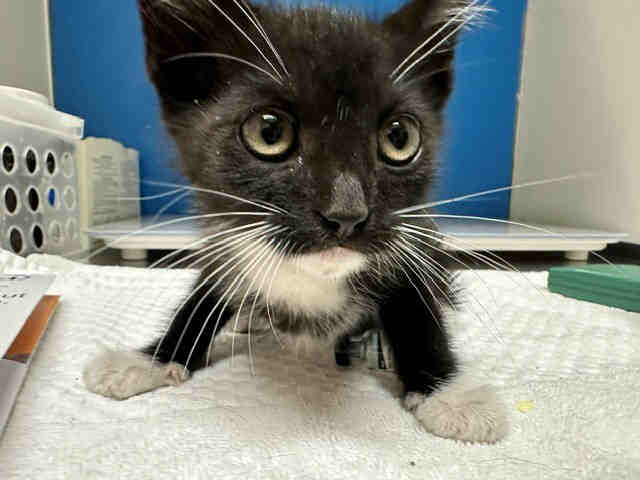 Adoptable Cat