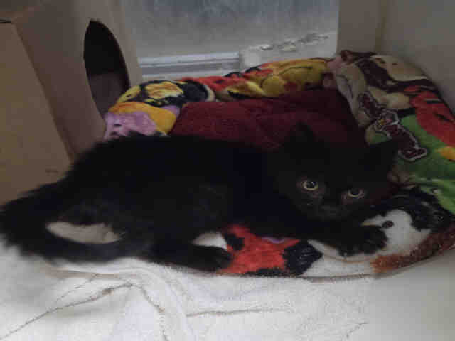 Adoptable Cat