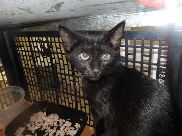 Adoptable Cat