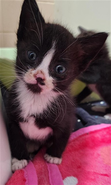 Adoptable Cat