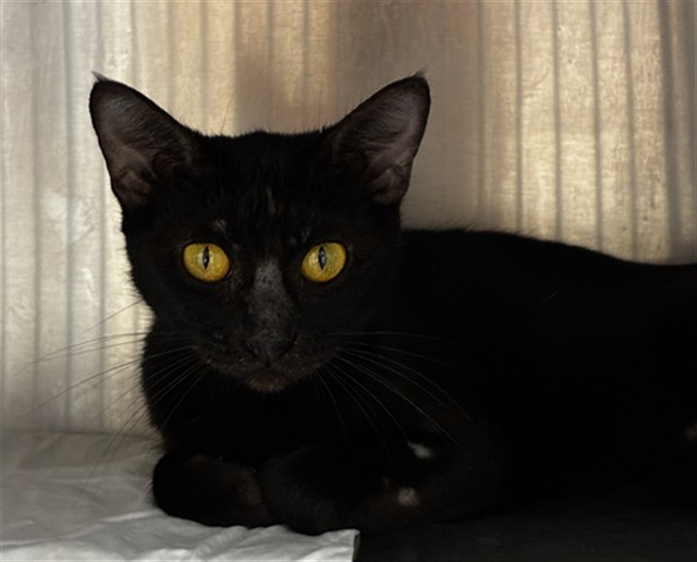 Nyx