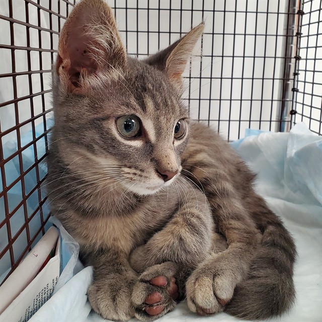Adoptable Cat