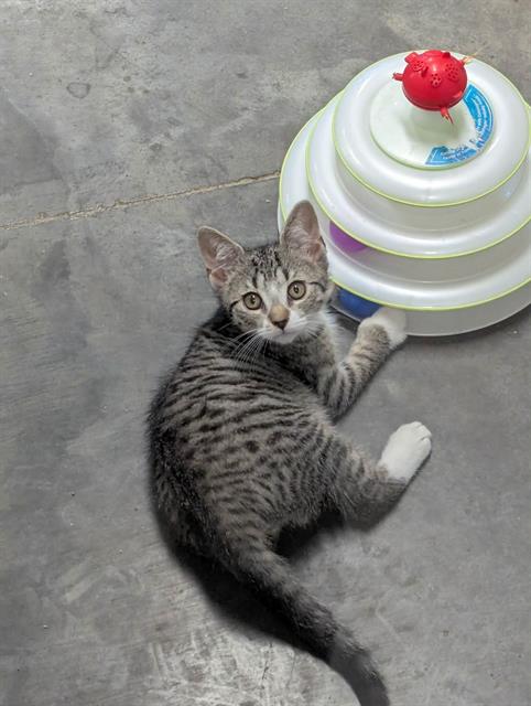 Nimbus