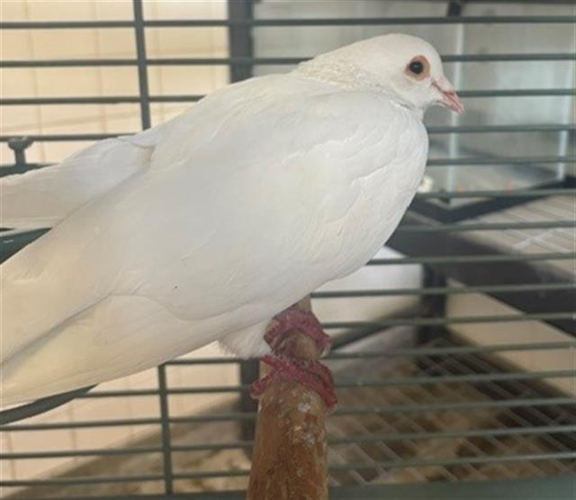 Adoptable Bird