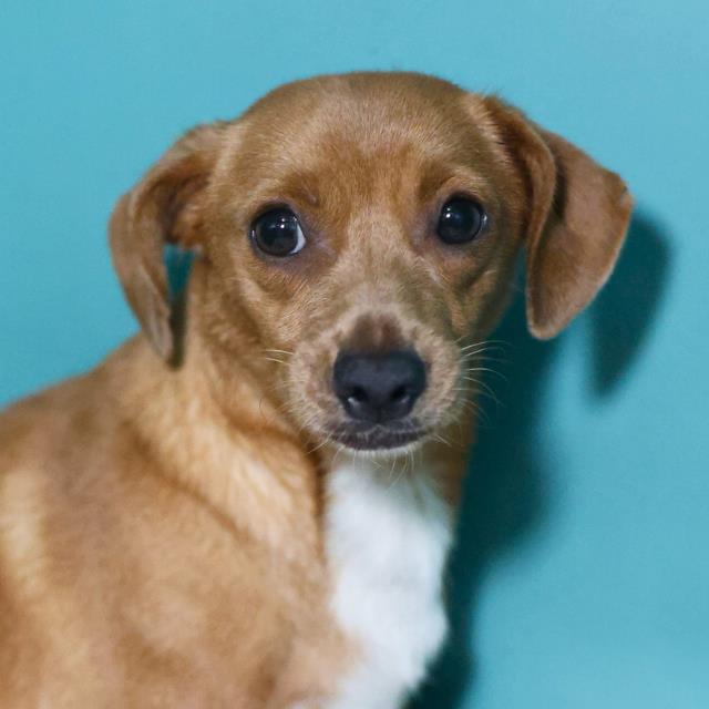 Peanut