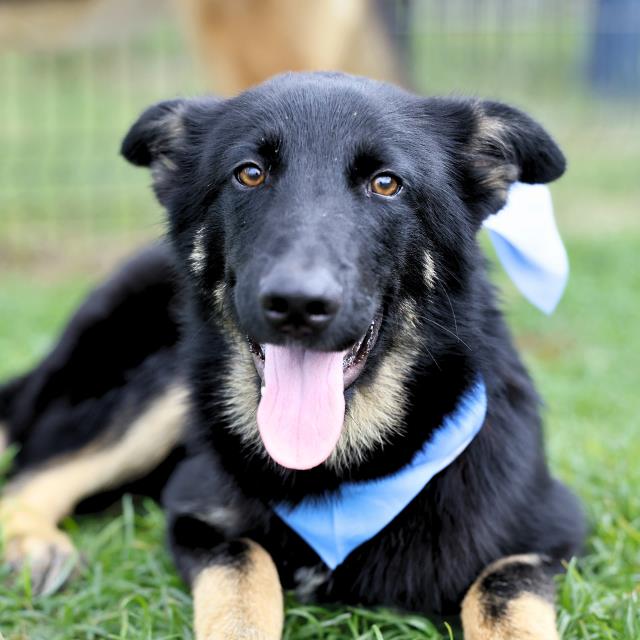 Adoptable Dog