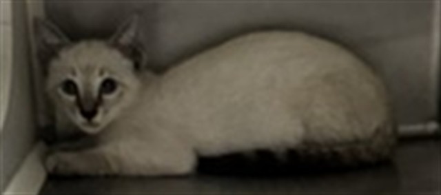 Adoptable Cat