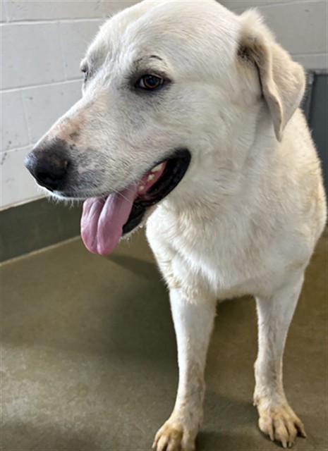 Adoptable Dog