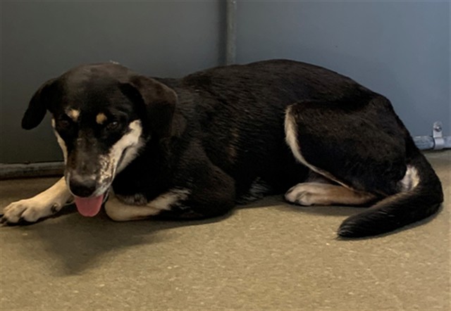 Adoptable Dog