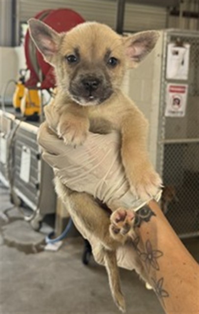 Adoptable Dog