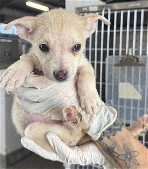 Adoptable Dog