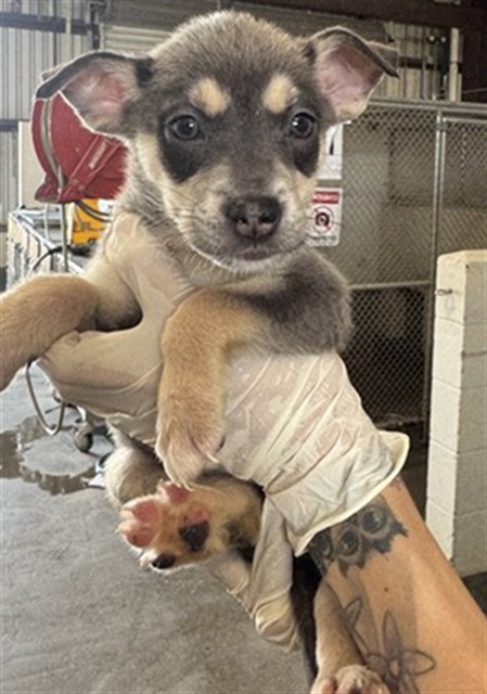 Adoptable Dog
