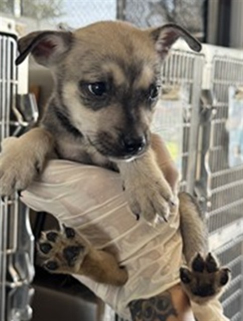 Adoptable Dog