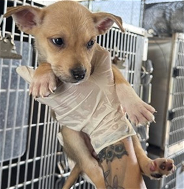 Adoptable Dog