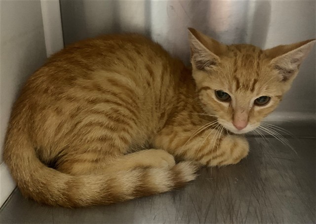 Adoptable Cat