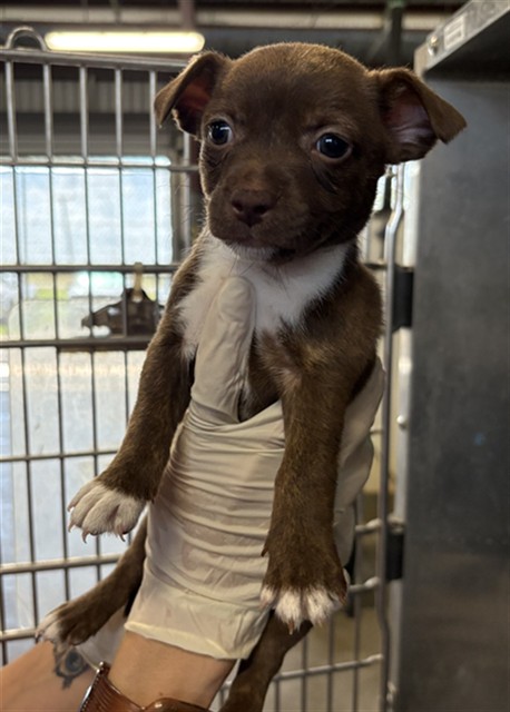Adoptable Dog